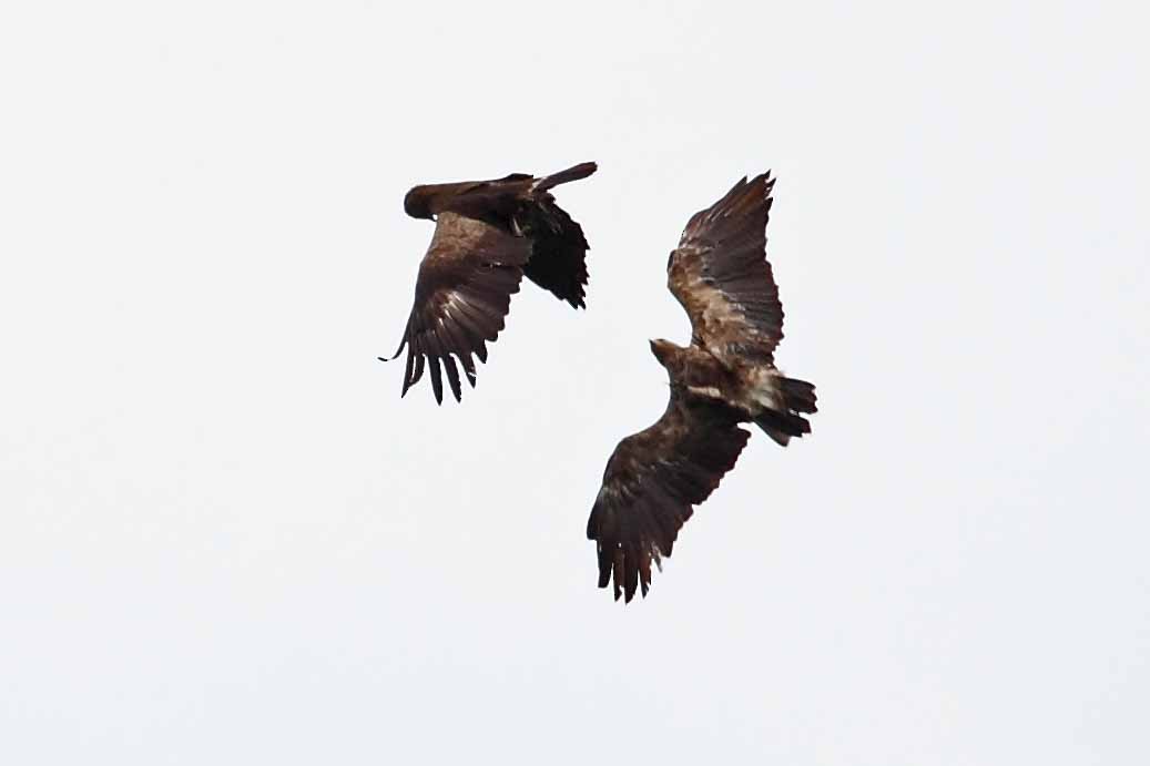 Lesser Spotted Eagle - ML628072207