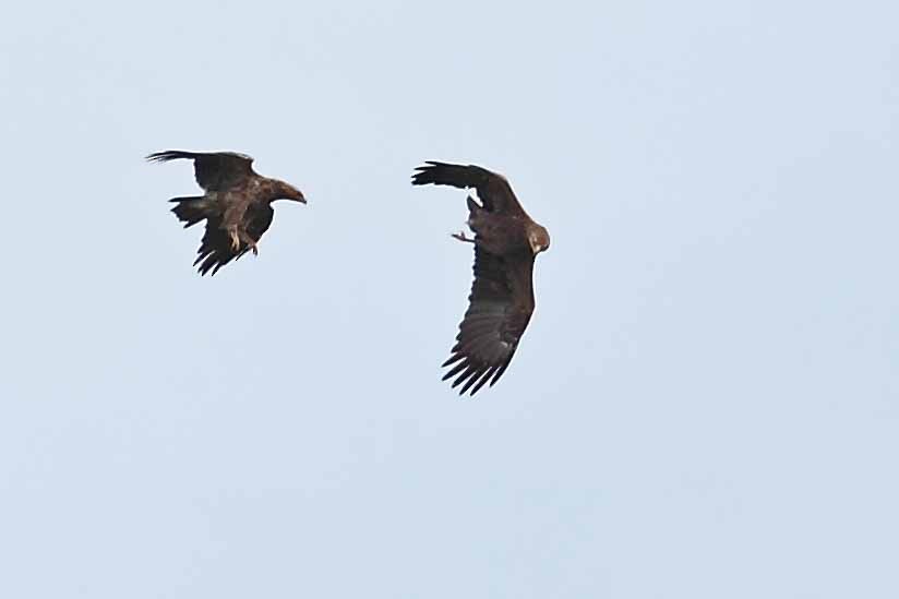 Lesser Spotted Eagle - ML628072211