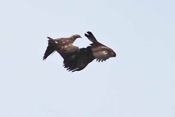 Lesser Spotted Eagle - ML628072212