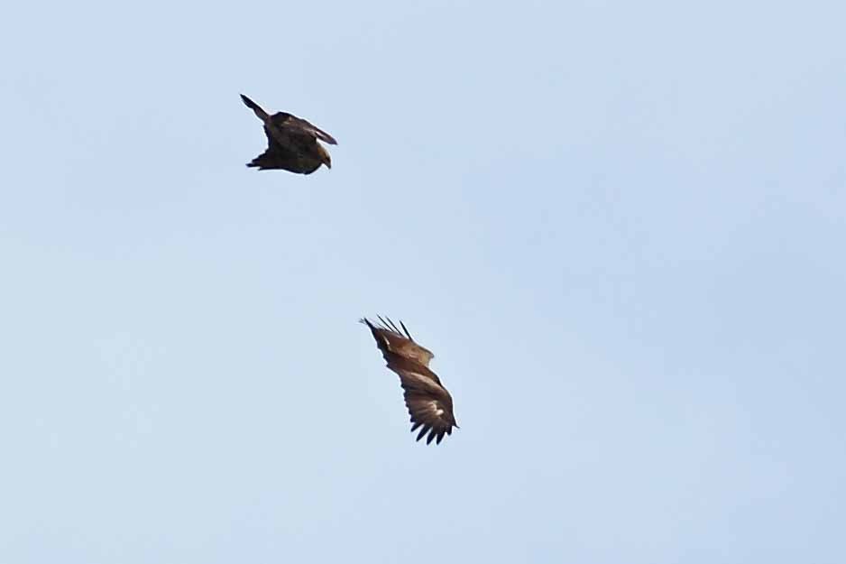 Lesser Spotted Eagle - ML628072213