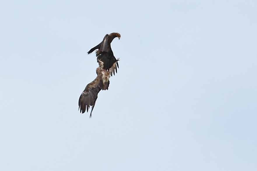 Lesser Spotted Eagle - ML628072214