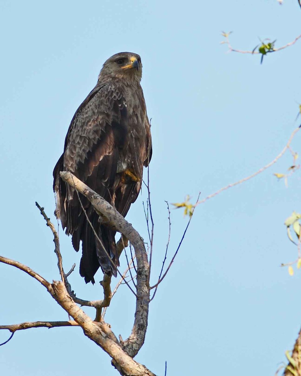 Lesser Spotted Eagle - ML628072254