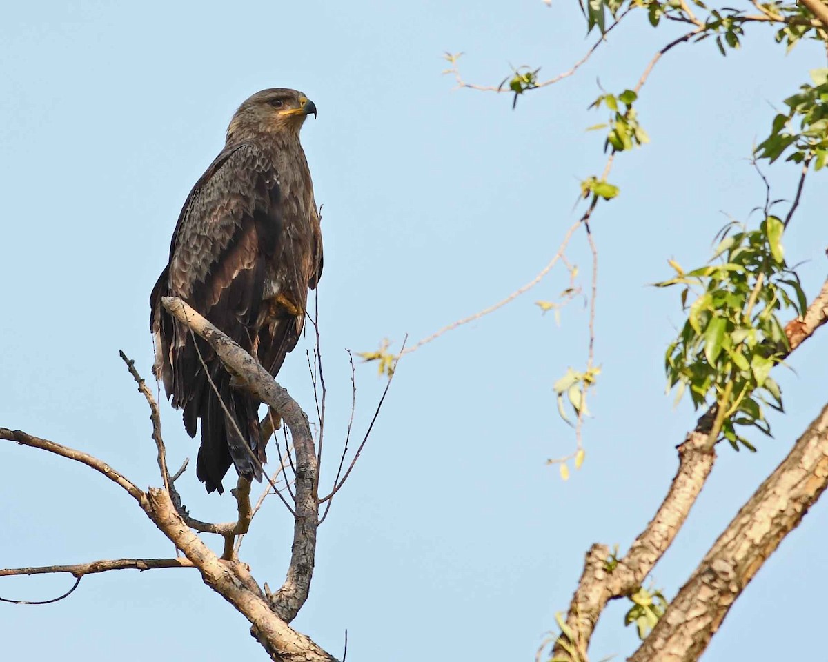 Lesser Spotted Eagle - ML628072255