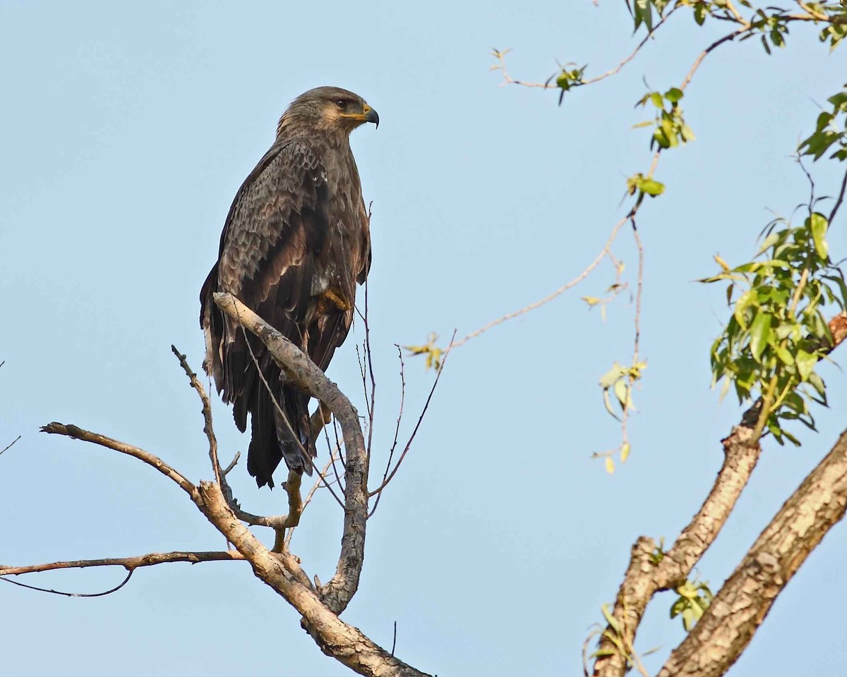 Lesser Spotted Eagle - ML628072260