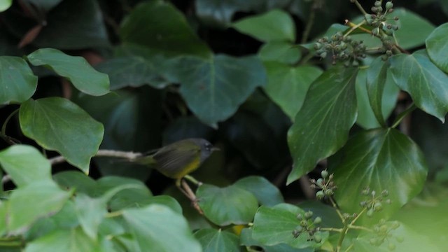 MacGillivray's Warbler - ML628072264