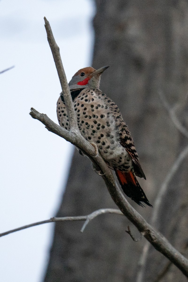 Northern Flicker (Red-shafted) - ML628072271