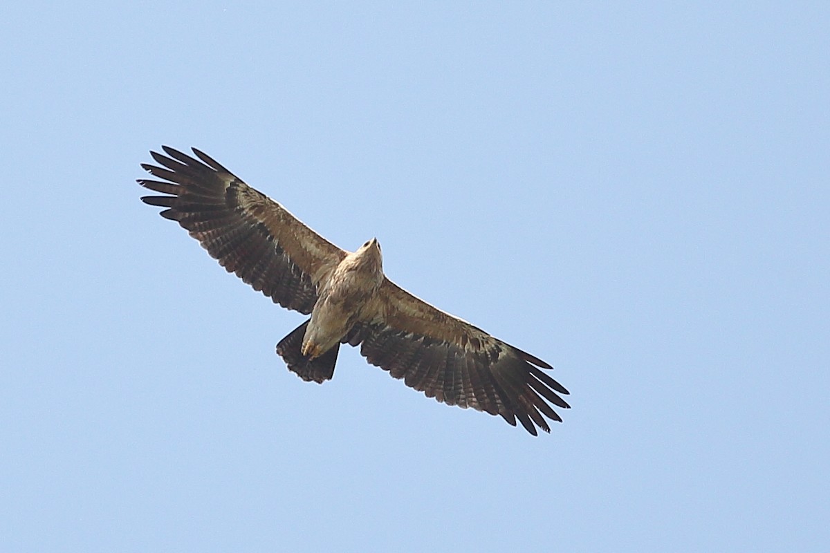 Lesser Spotted Eagle - ML628072278