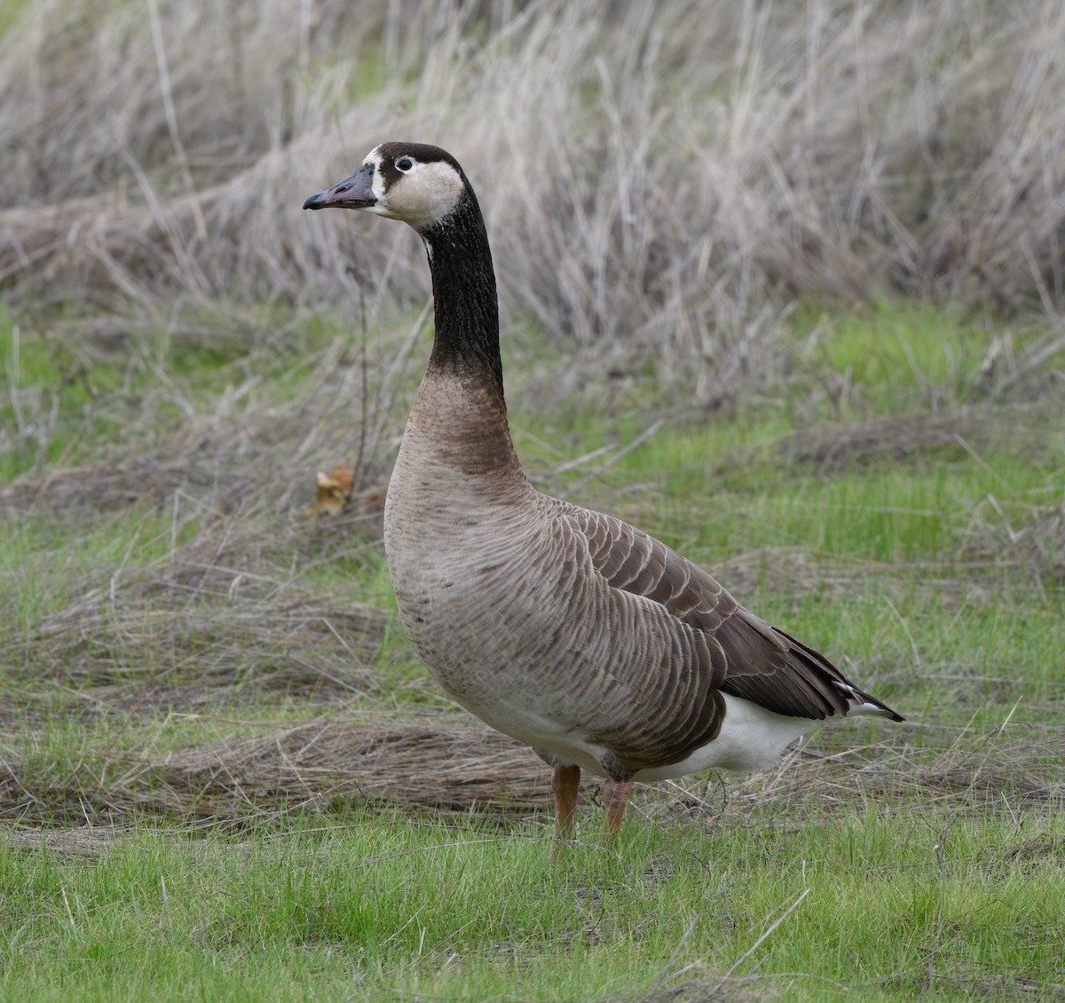 Domestic goose sp. x Canada Goose (hybrid) - ML628072291