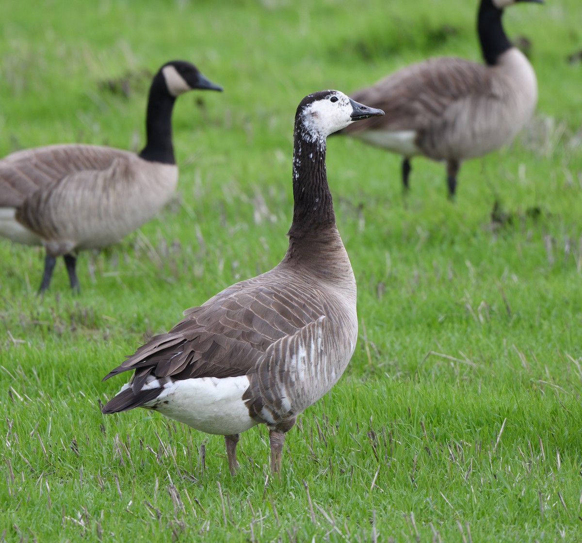 Domestic goose sp. x Canada Goose (hybrid) - ML628072295