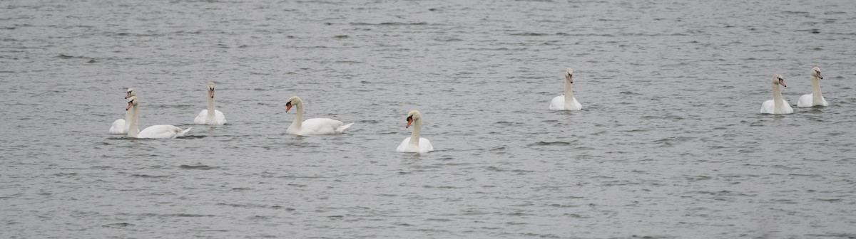 Mute Swan - ML628072297