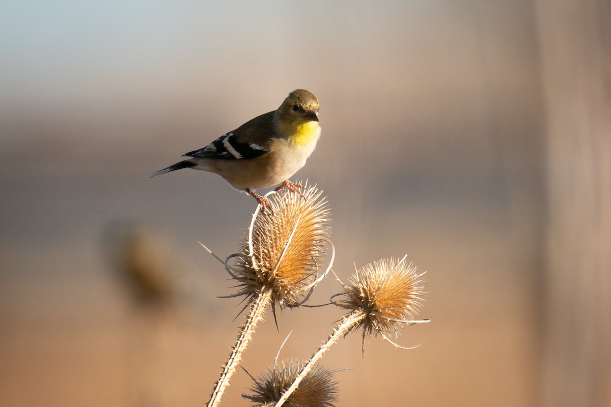 American Goldfinch - ML628072338