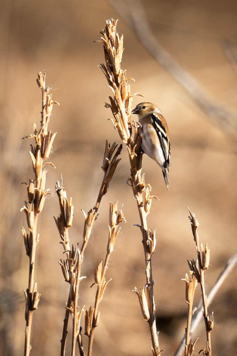 American Goldfinch - ML628072339