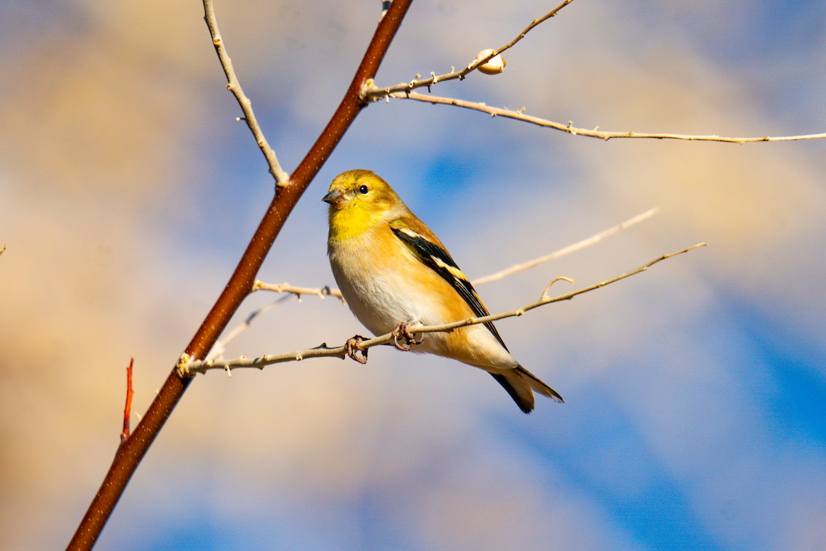 American Goldfinch - ML628072340