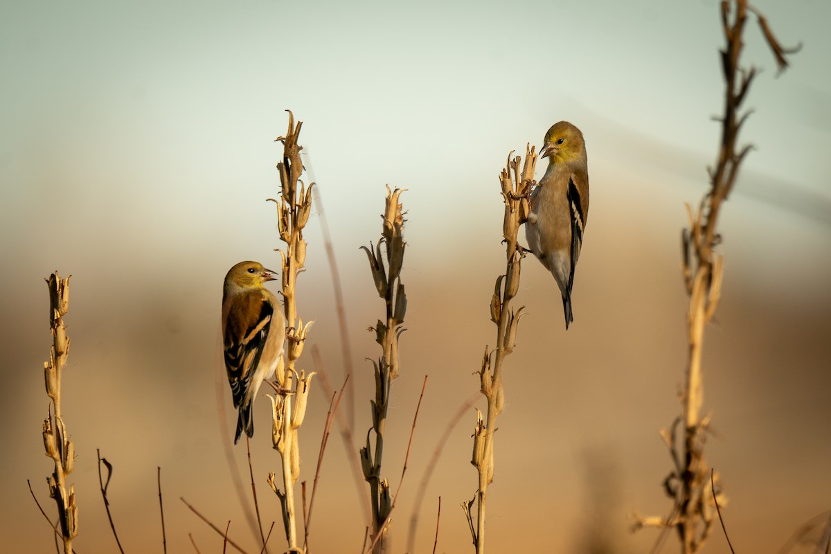 American Goldfinch - ML628072341