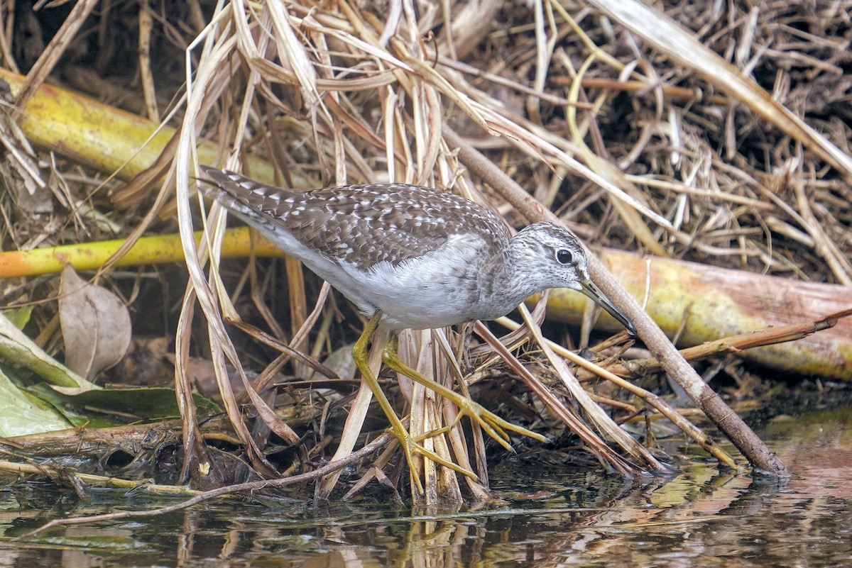 Wood Sandpiper - ML628072342