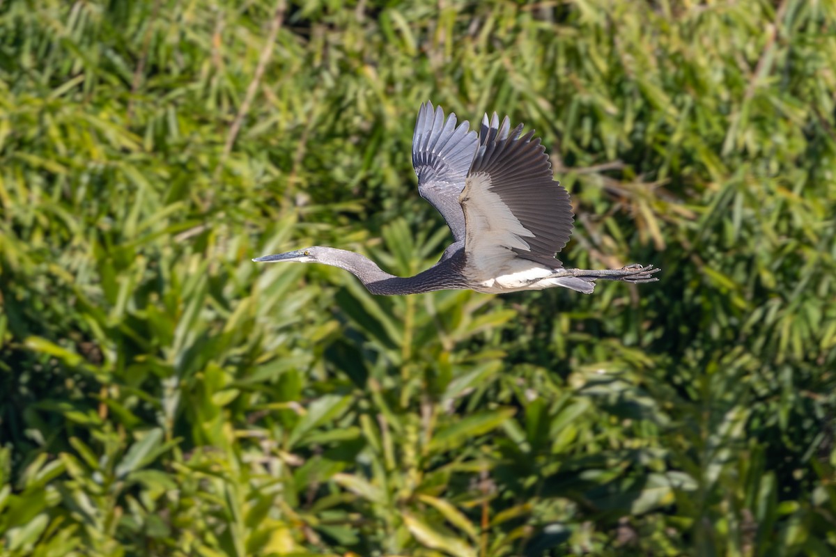 White-bellied Heron - ML628072348
