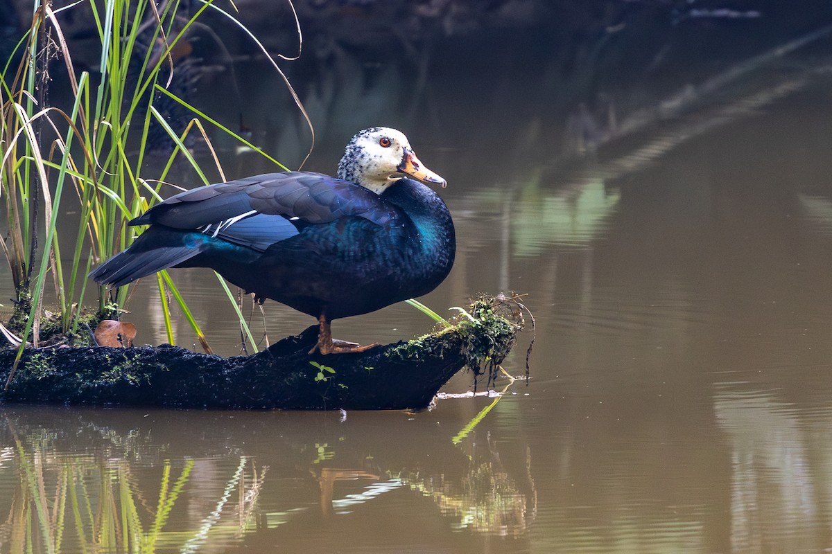 White-winged Duck - ML628072361