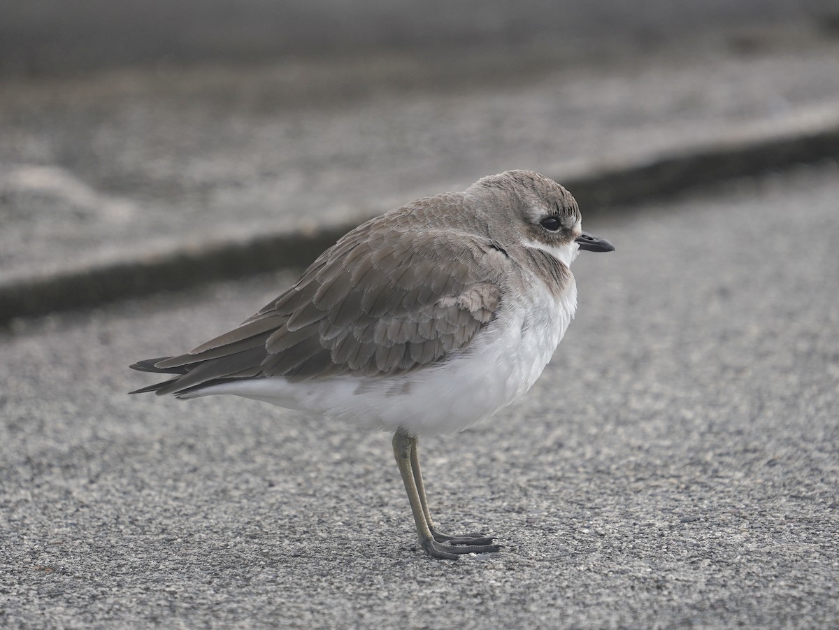 Siberian Sand-Plover - ML628072368