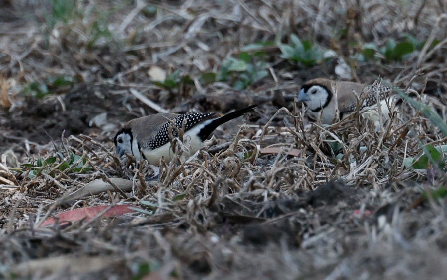 Double-barred Finch - ML628072378