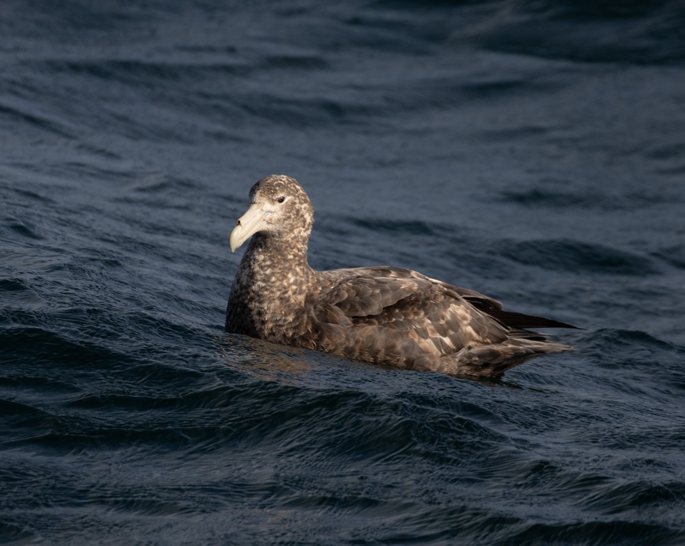 Southern Giant-Petrel - ML628072398