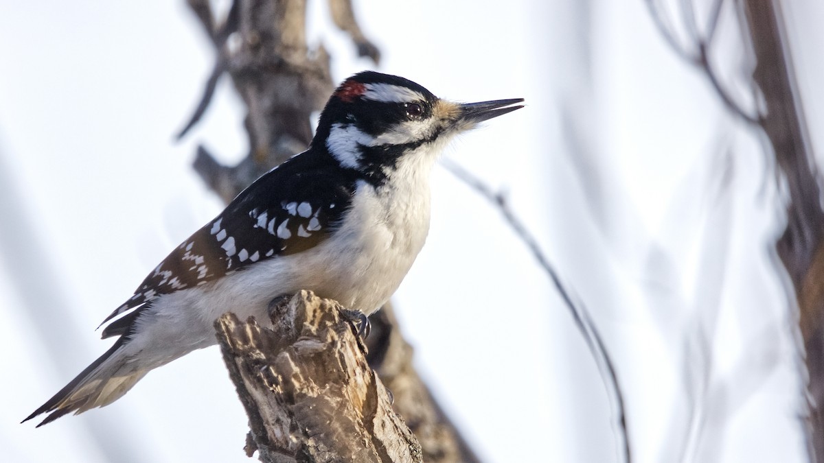 Hairy Woodpecker - ML628072417