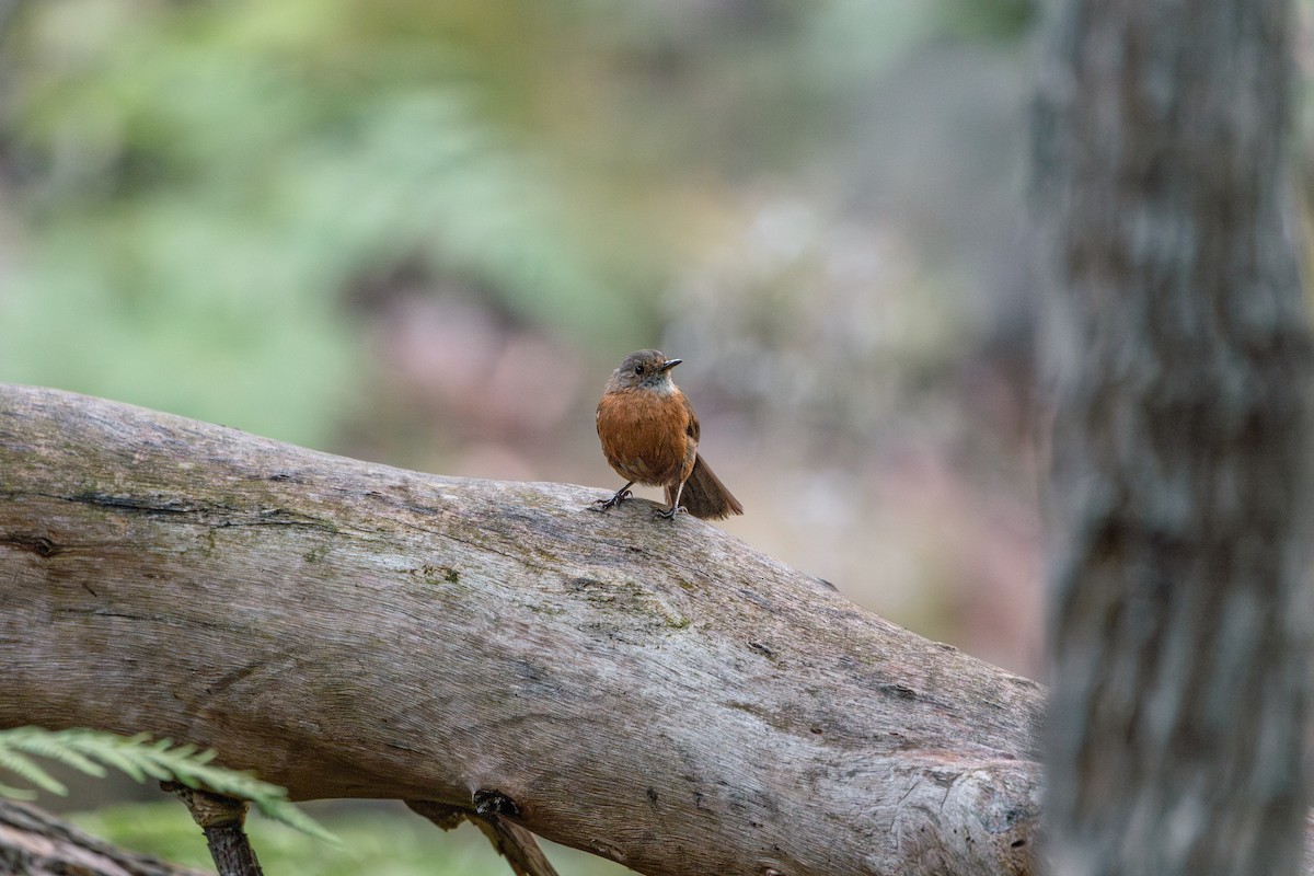 Rockwarbler - ML628072421