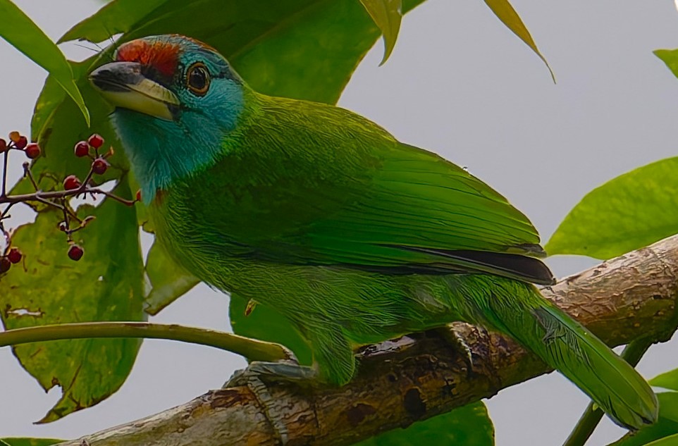 Blue-throated Barbet - ML628072564