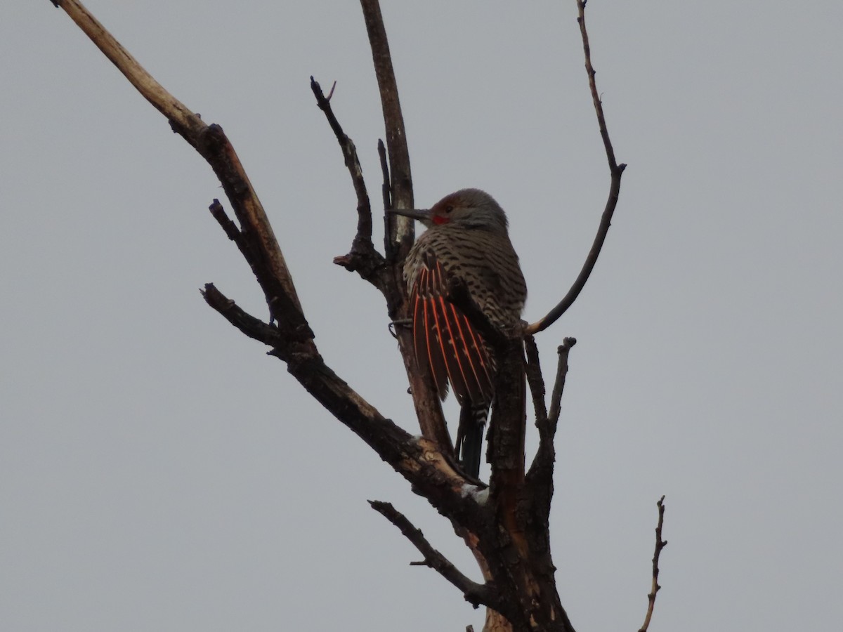 Northern Flicker (Red-shafted) - ML628072590