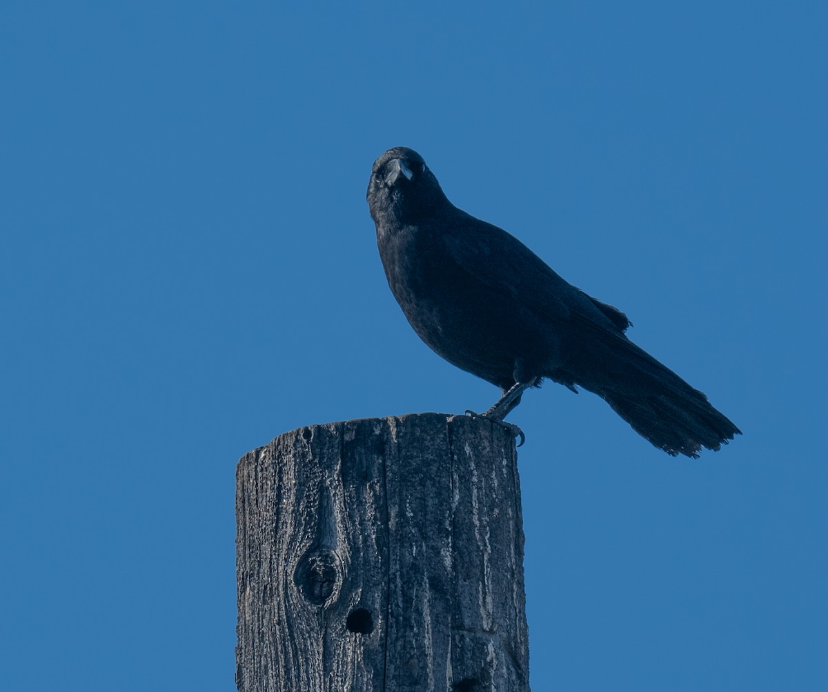 American Crow - ML628072695