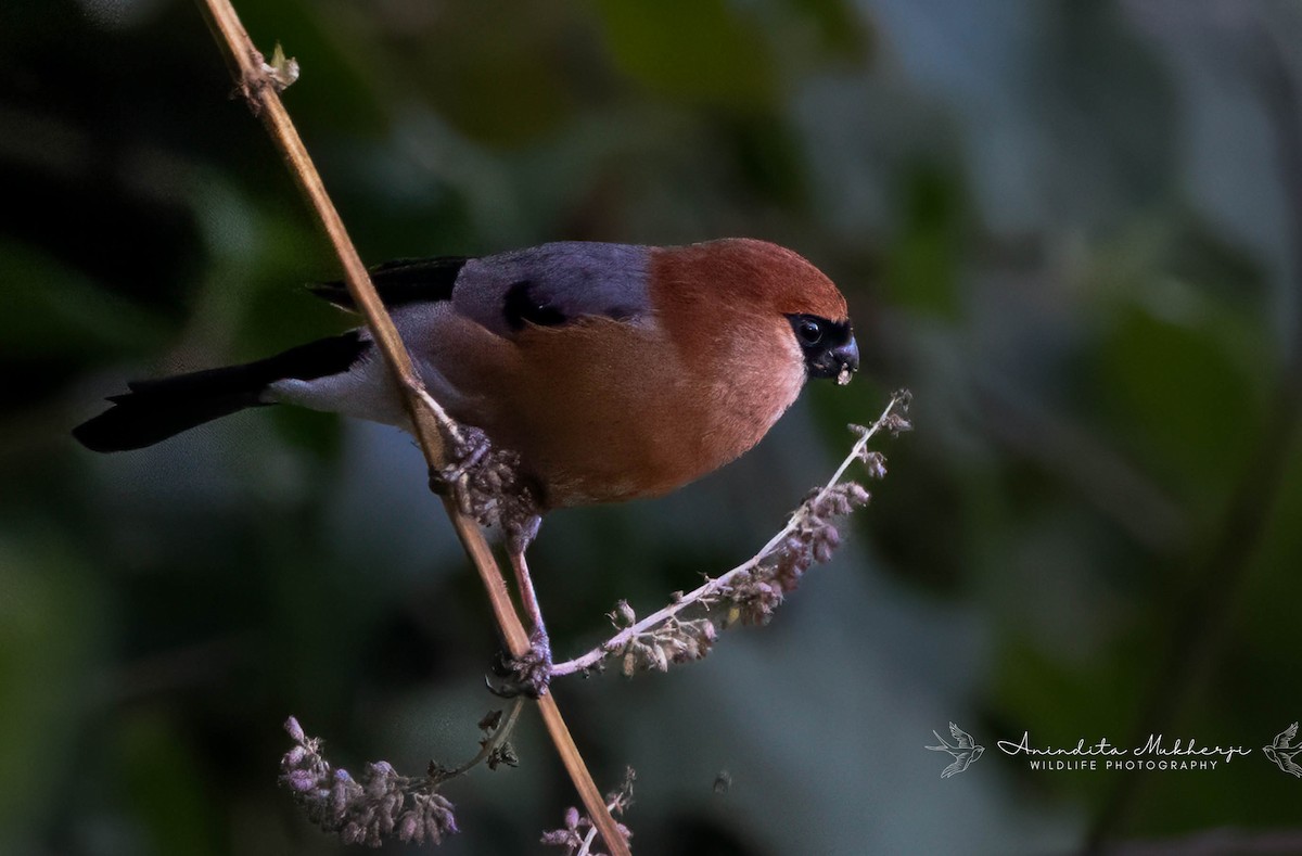 Red-headed Bullfinch - ML628072714
