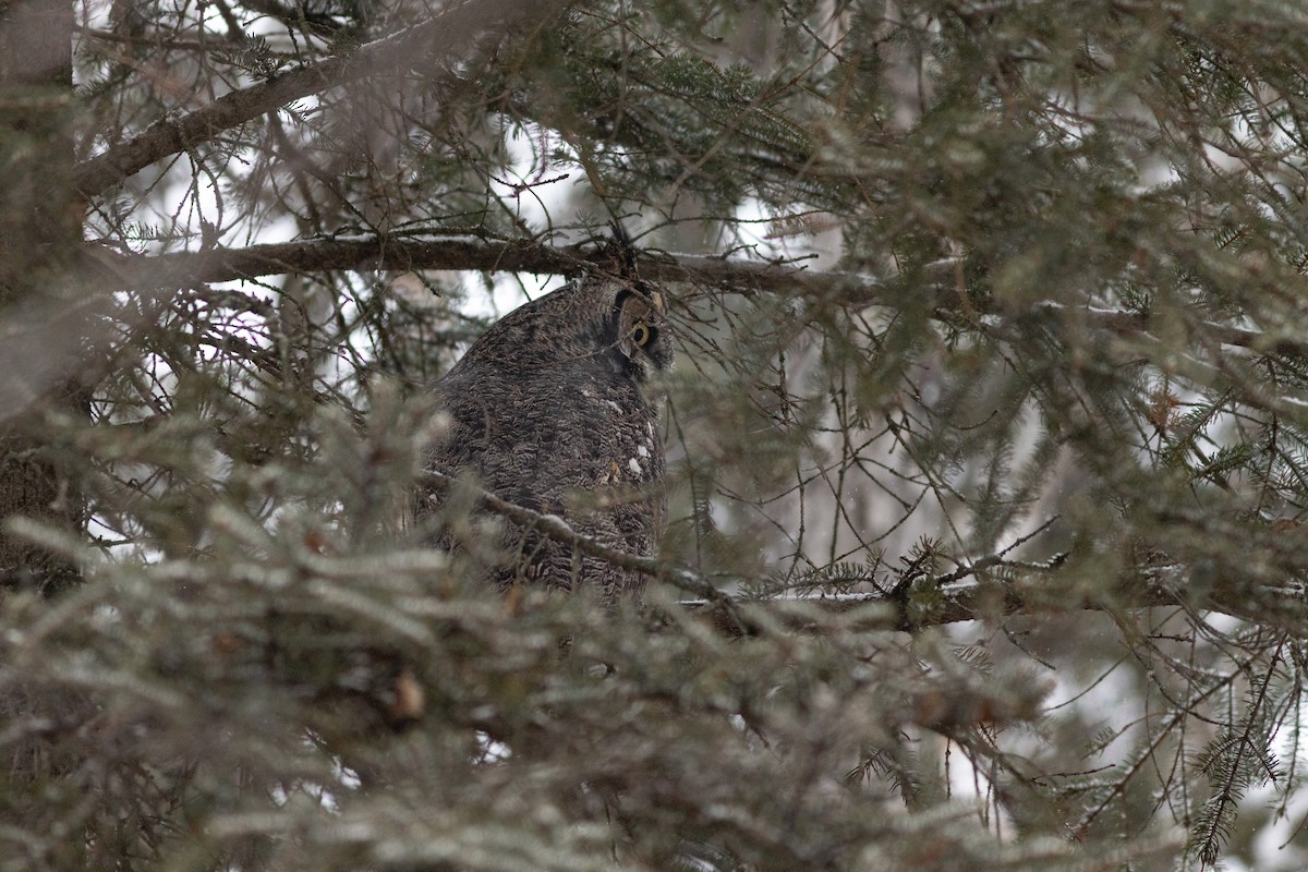 Great Horned Owl - ML628072727