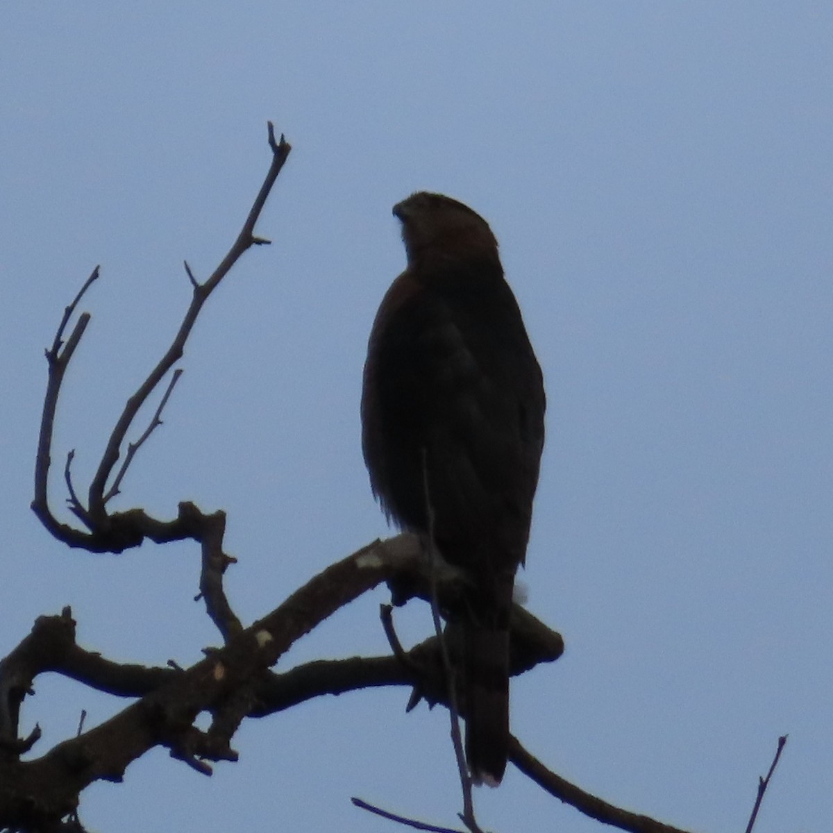 Sharp-shinned Hawk - ML628072736