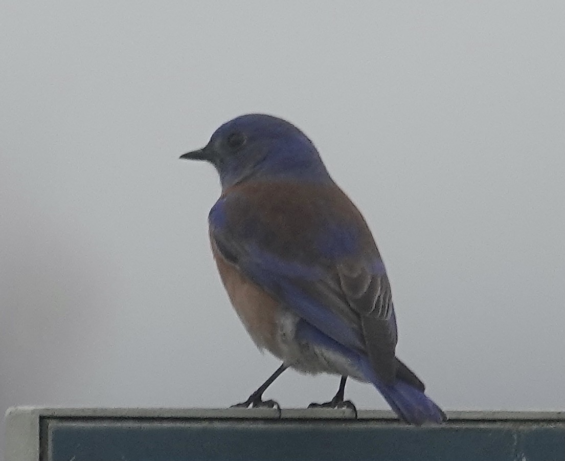 Western Bluebird - ML628072738