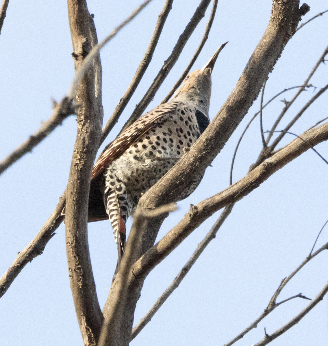 Northern Flicker - ML628072749