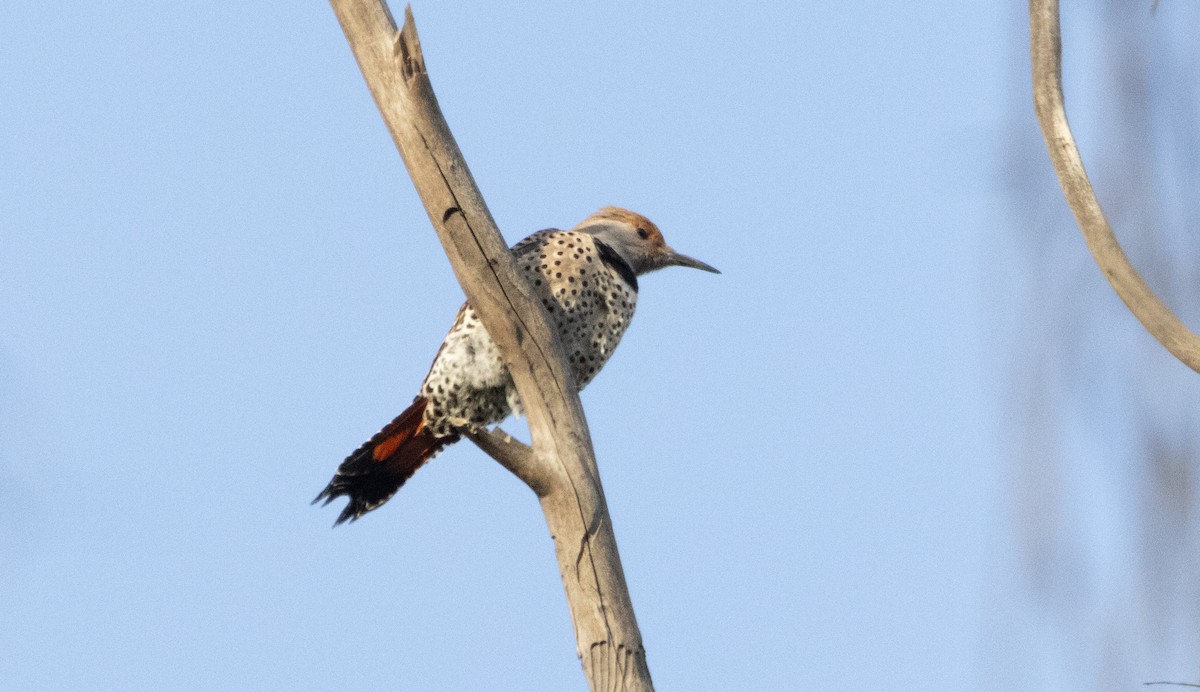 Northern Flicker - ML628072750