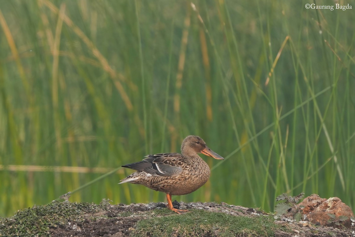 Northern Shoveler - ML628072788