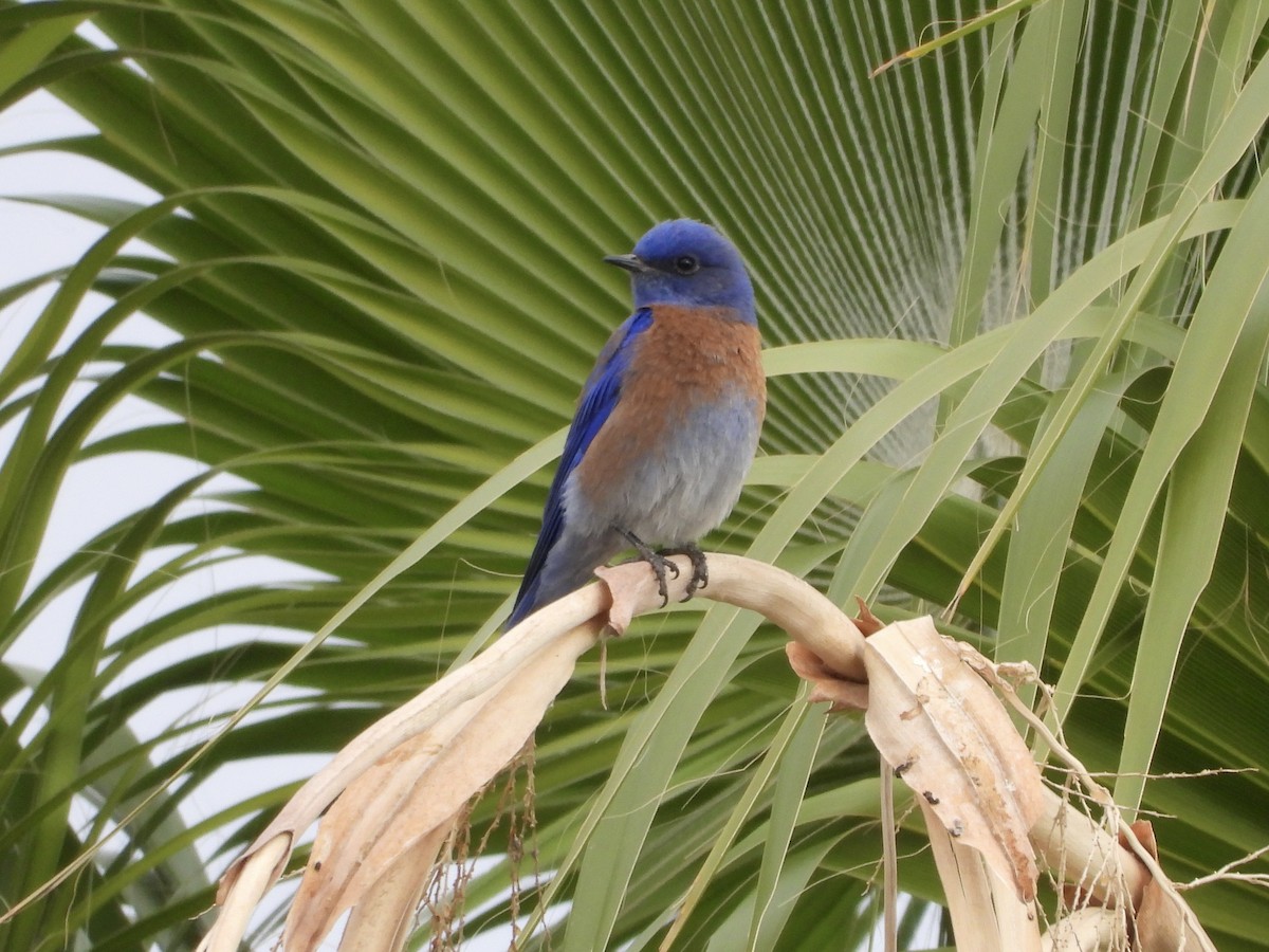 Western Bluebird - ML628072823