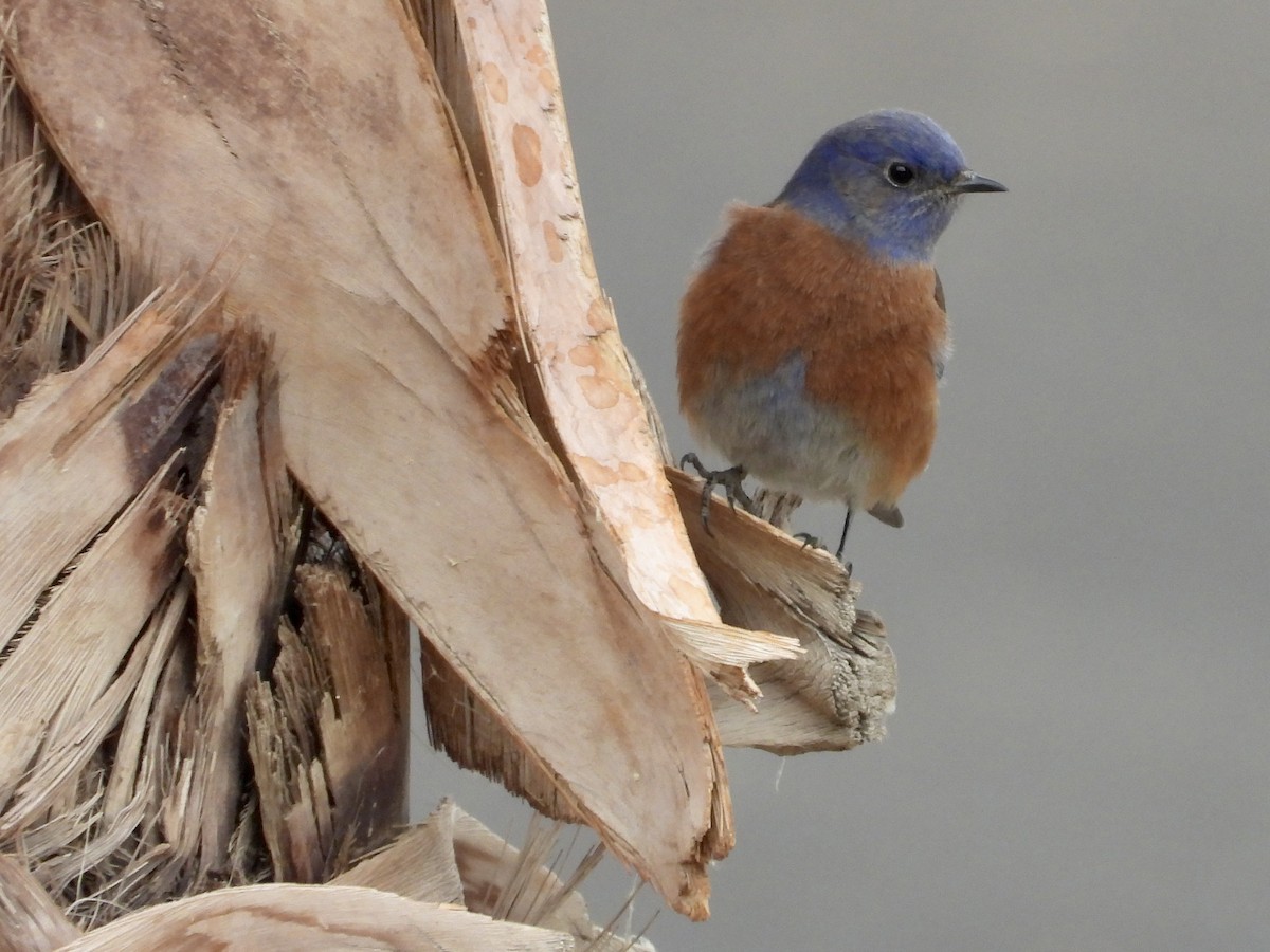 Western Bluebird - ML628072825