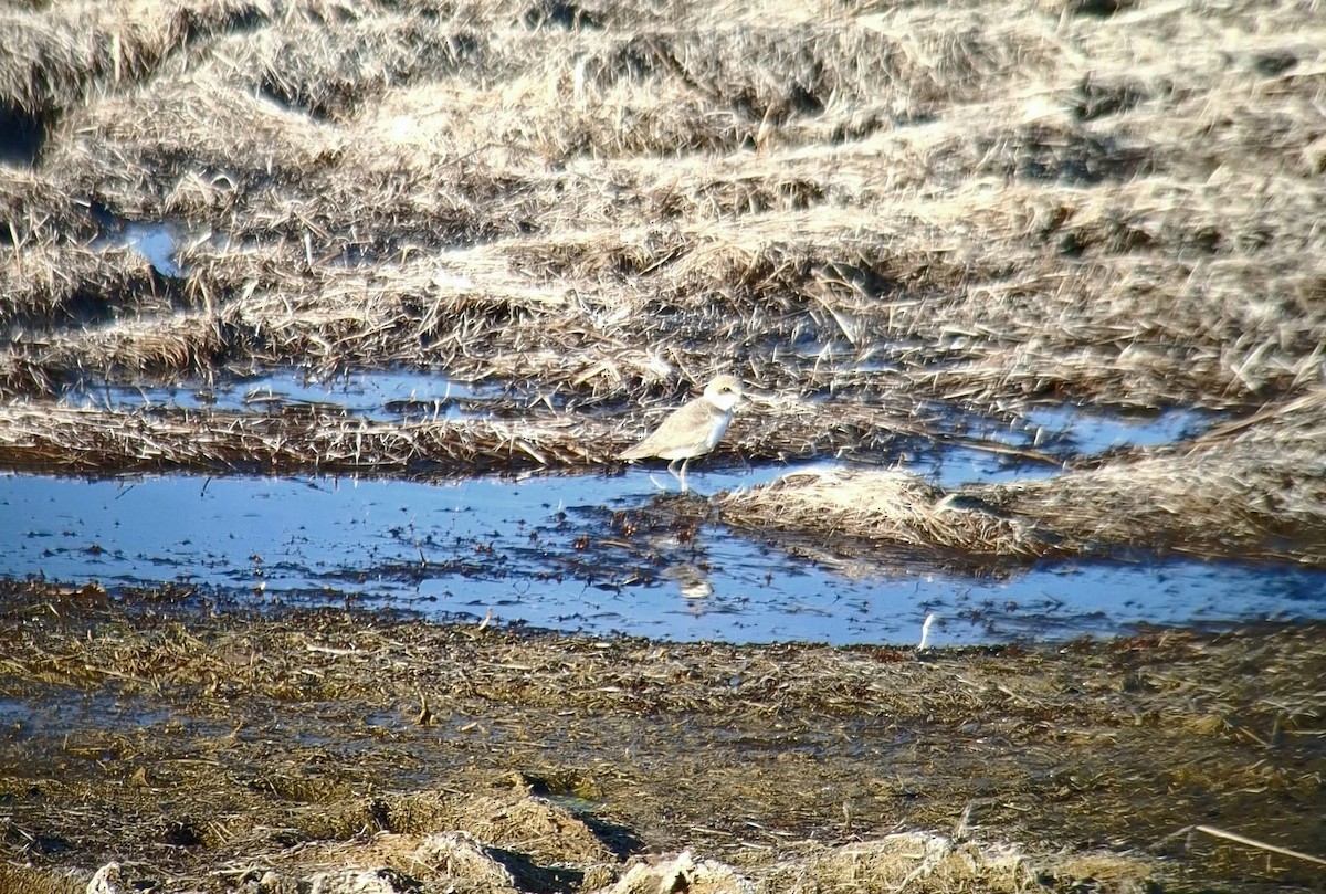 Kentish Plover - ML628072862