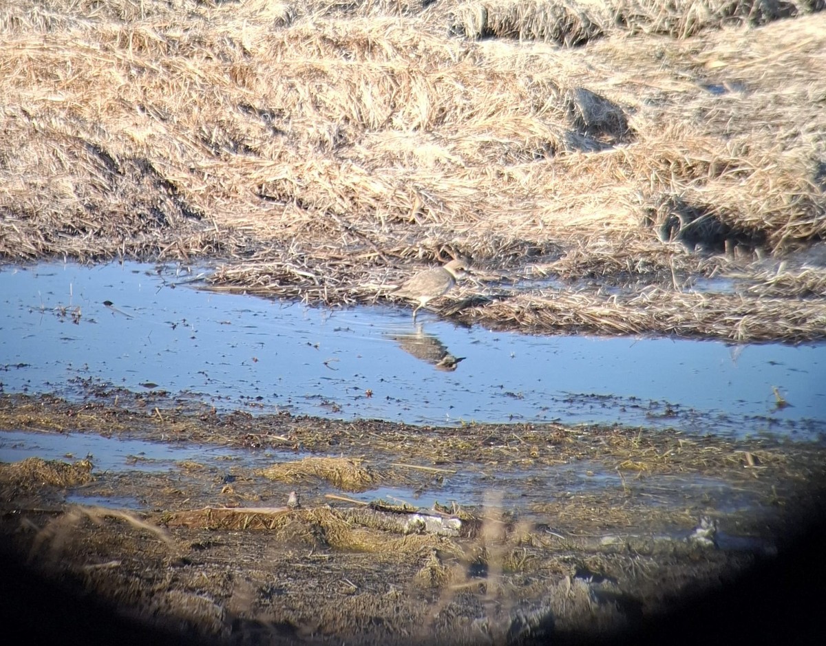 Kentish Plover - ML628072863