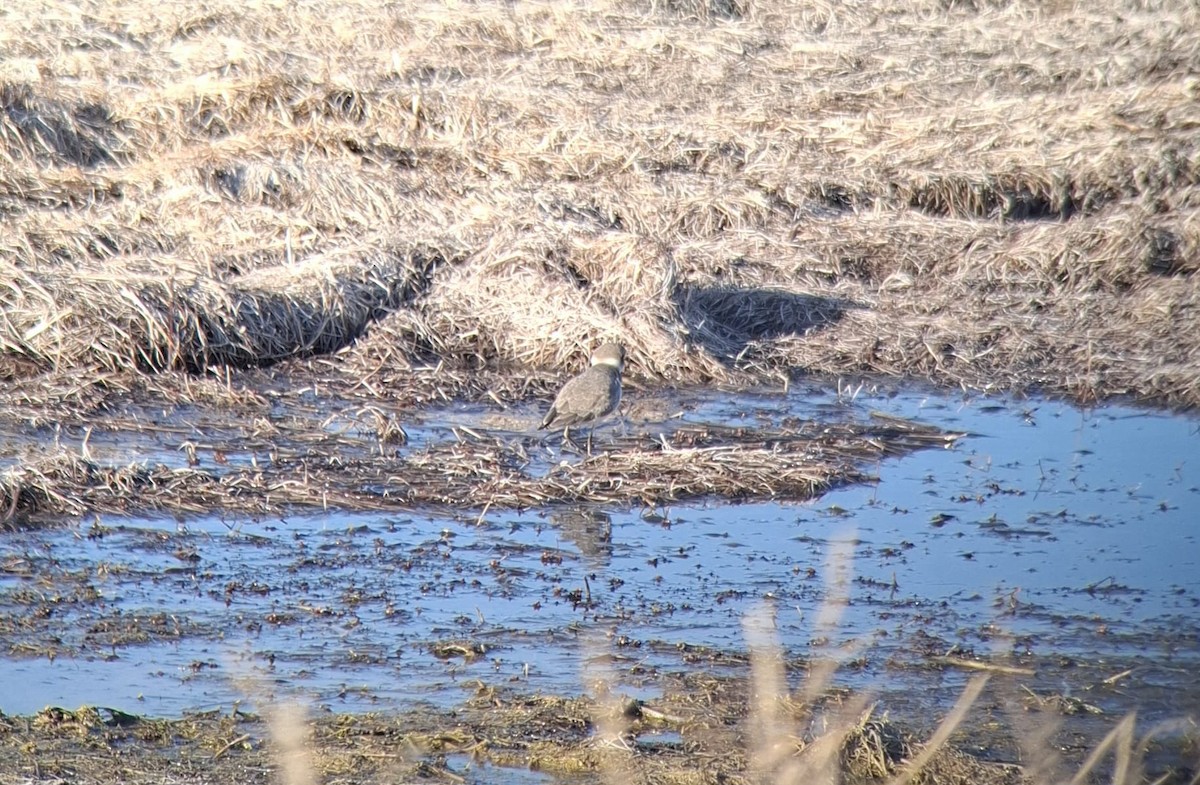 Kentish Plover - ML628072864