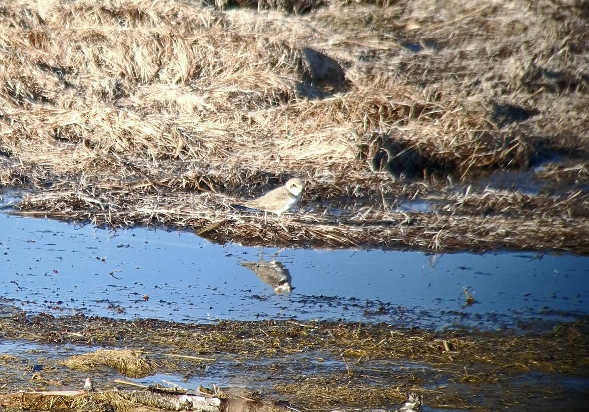 Kentish Plover - ML628072866