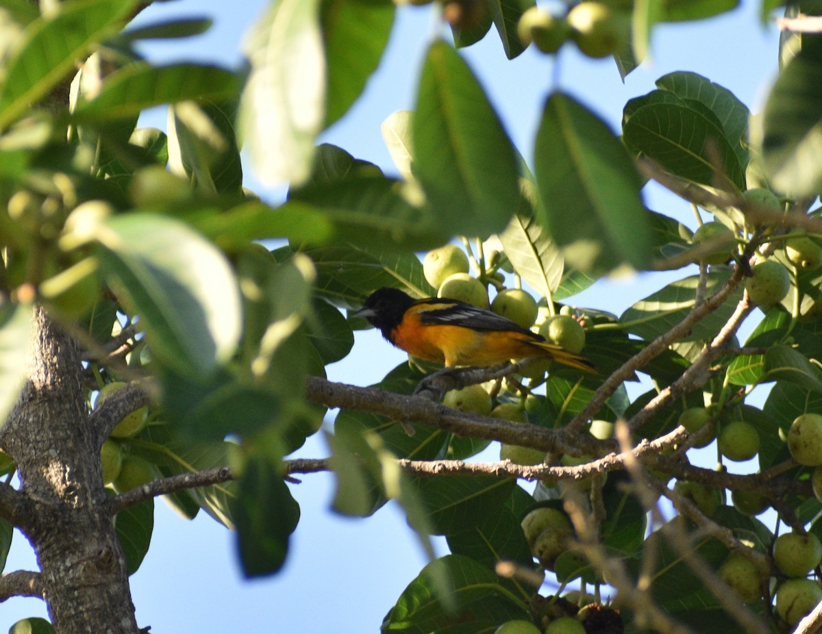 Baltimore Oriole - ML628073126