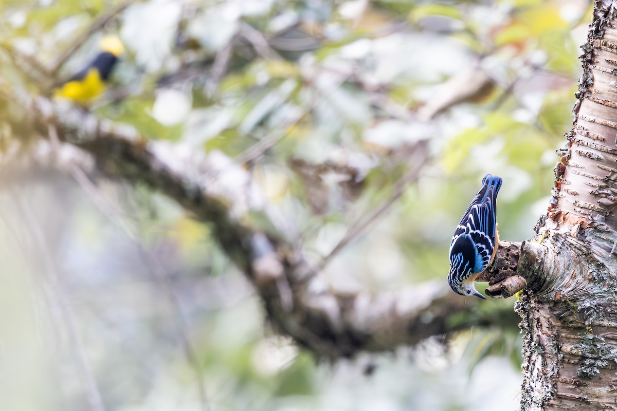 Beautiful Nuthatch - ML628073166