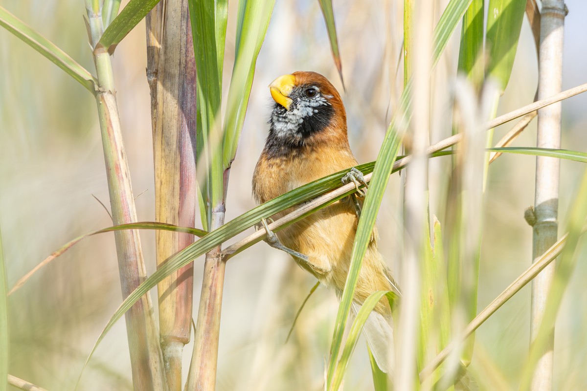 Black-breasted Parrotbill - ML628073262