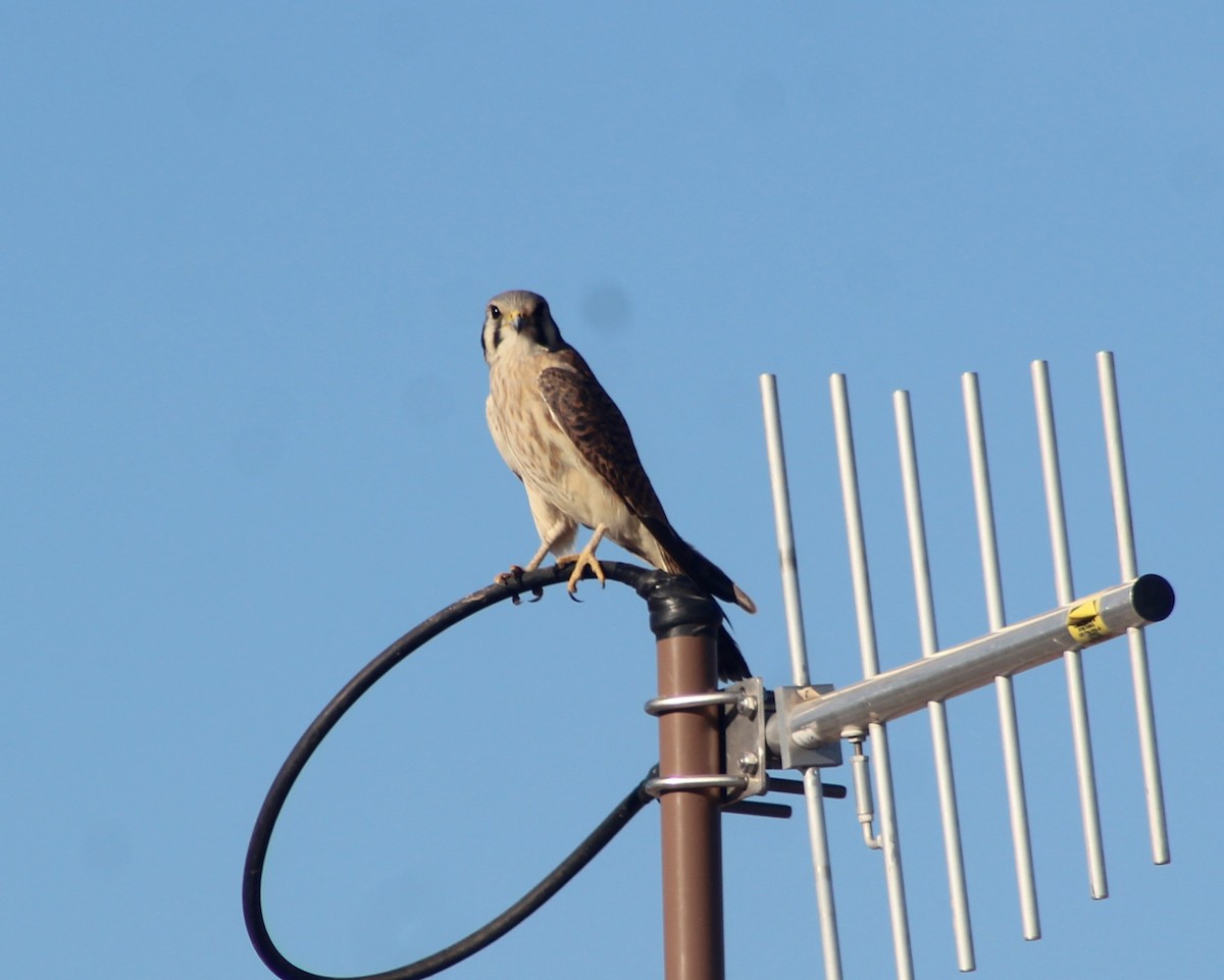 American Kestrel - ML628073338