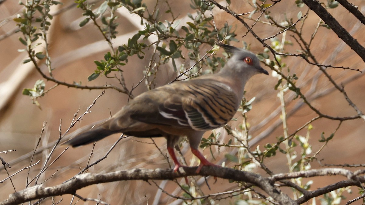 Crested Pigeon - ML628073410