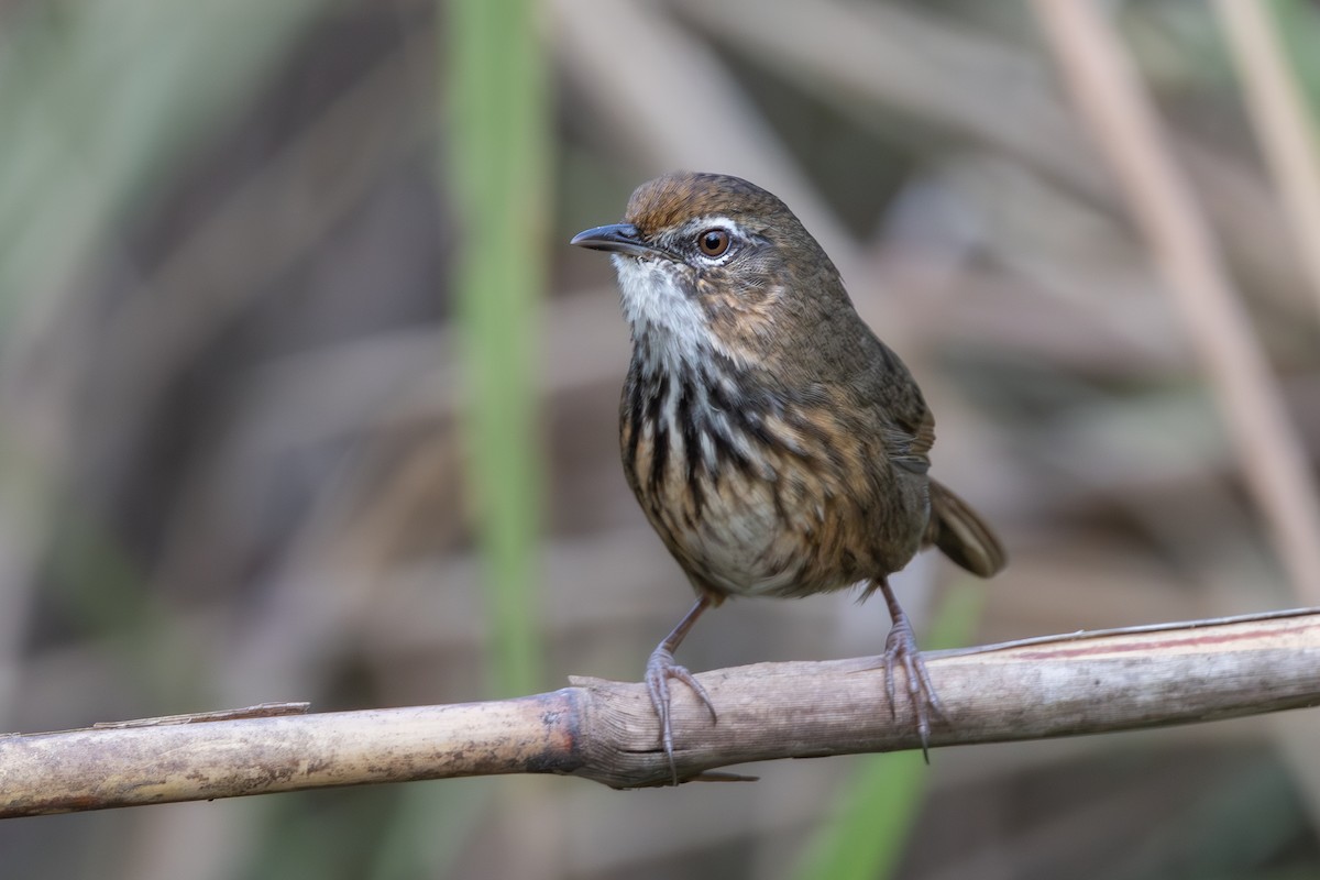 Marsh Babbler - ML628073427