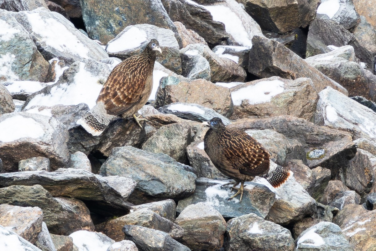 Sclater's Monal - ML628073446