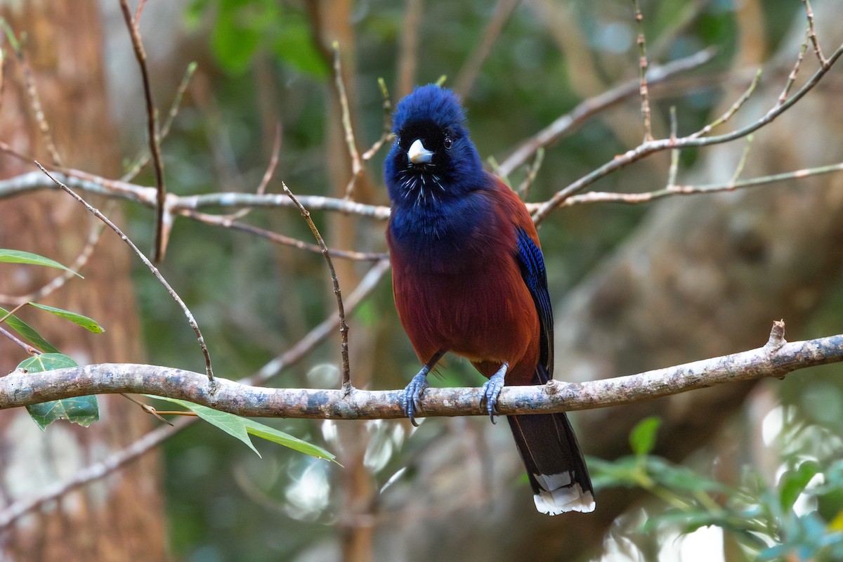 Lidth's Jay - ML628073465